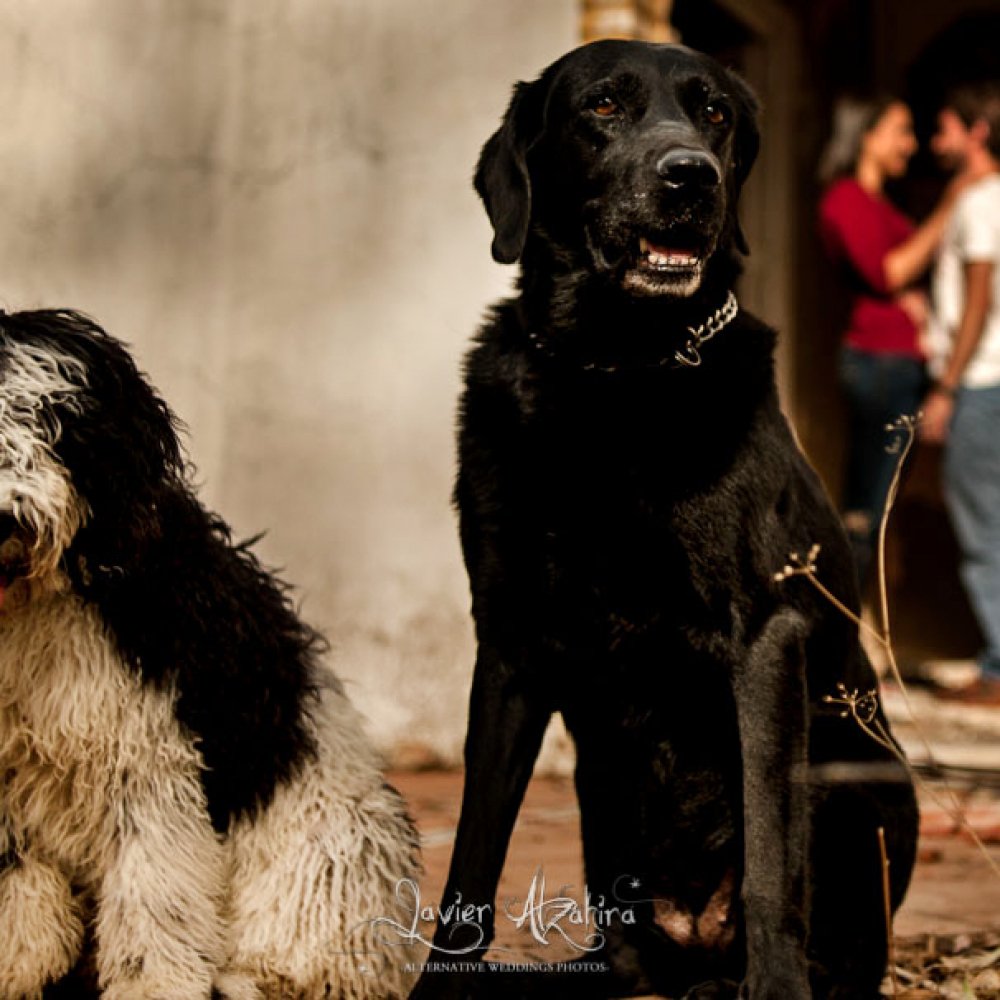 Preboda-con-perros (22)