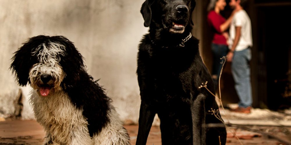 Preboda-con-perros (22)
