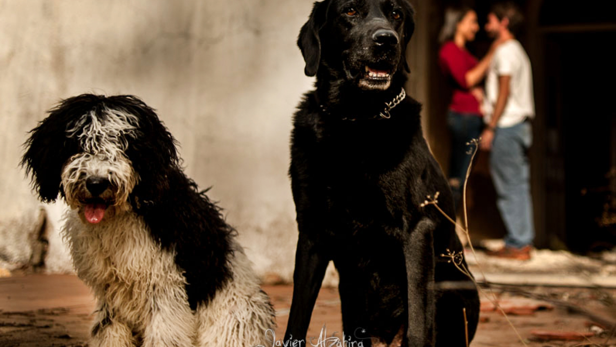 Preboda-con-perros (22)